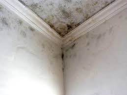 Best Mold Prevention Services  in Cozad, NE